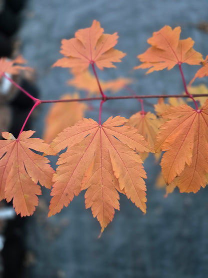 Acer japonicum Itami Momiji