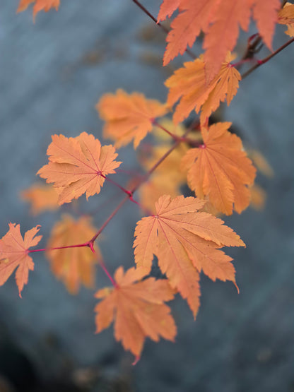 Acer japonicum Itami Momiji