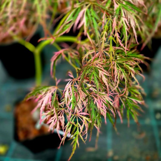 Acer palmatum Hanabi No Mai
