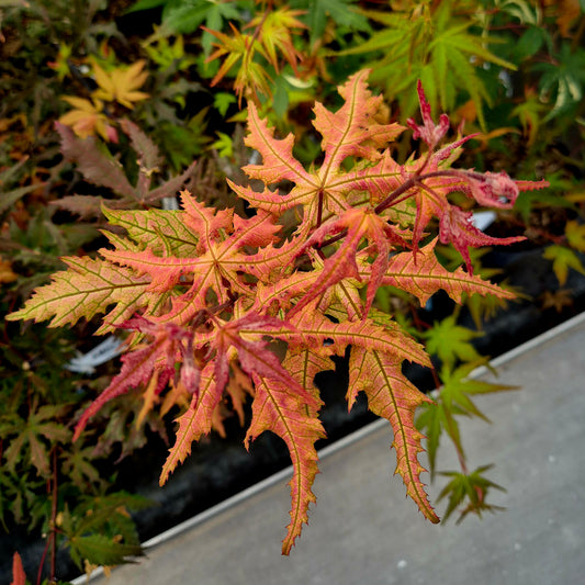 Acer palmatum Amber Ghost