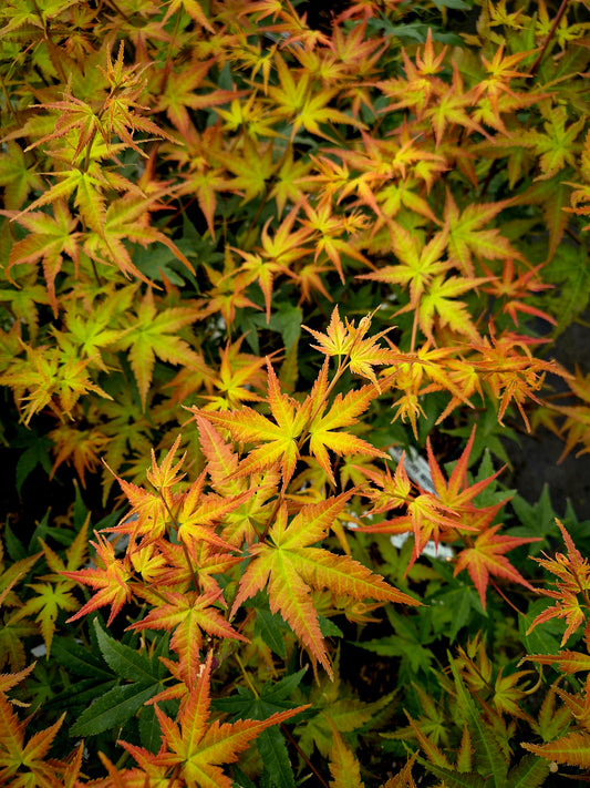 Acer palmatum Hino Tori Nishiki