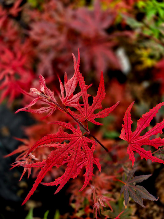 Acer palmatum Purple Ghost