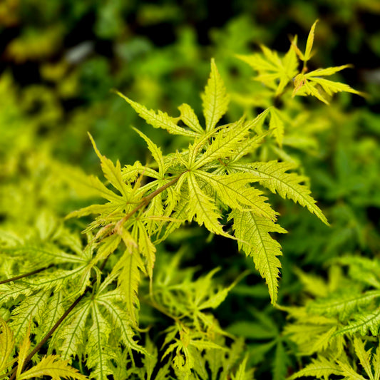 Acer palmatum Sister Ghost