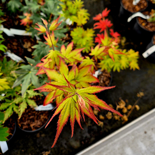 Acer palmatum Tsuma Beni (Red Nails)