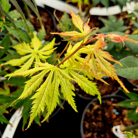 Acer palmatum Grandma Ghost
