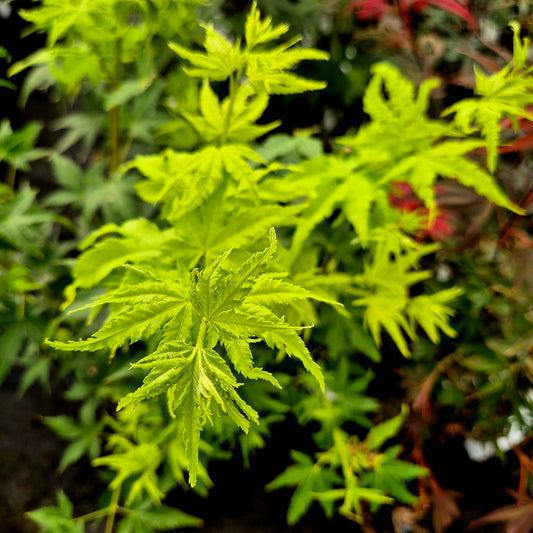 Acer palmatum Shidava Gold