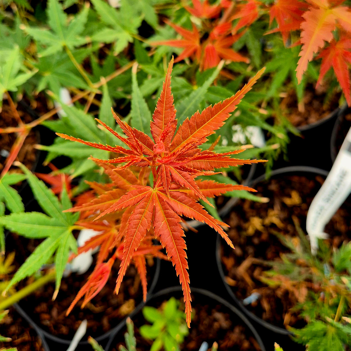 Acer palmatum Phoenix – The Maple Nursery