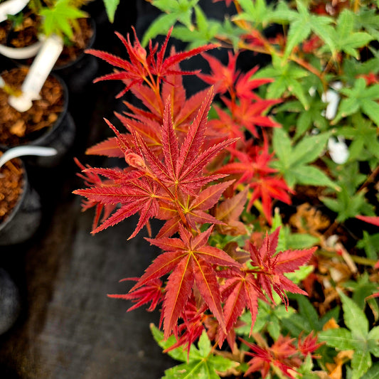 Acer palmatum Beni Chidori