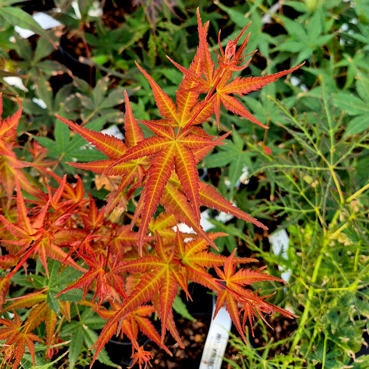 Acer palmatum Seigen