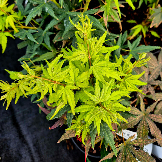Acer palmatum Seiun Kaku