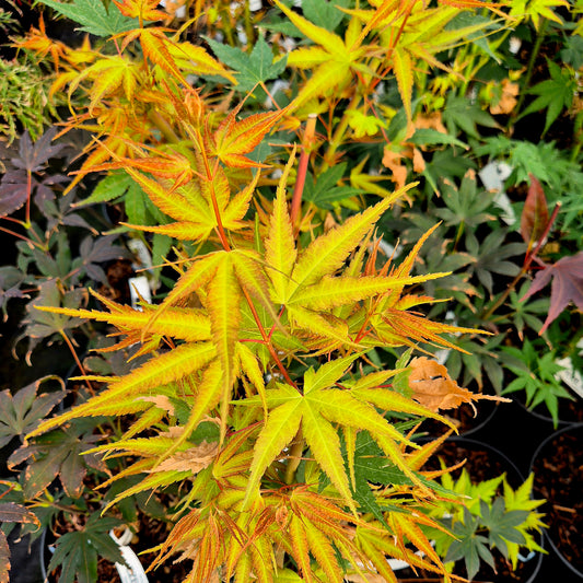 Acer palmatum Allen's Gold