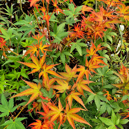 Acer palmatum Isobel
