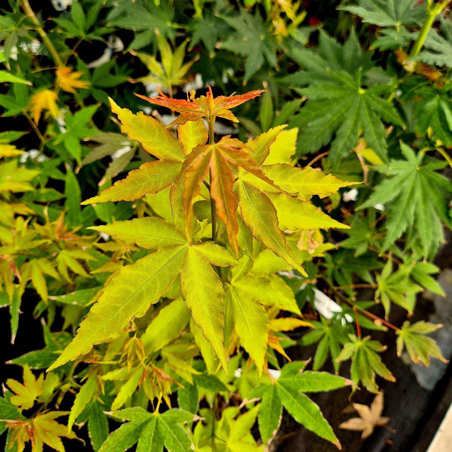 Acer oliverianum Hot Blonde