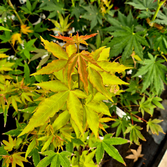Acer oliverianum Hot Blonde