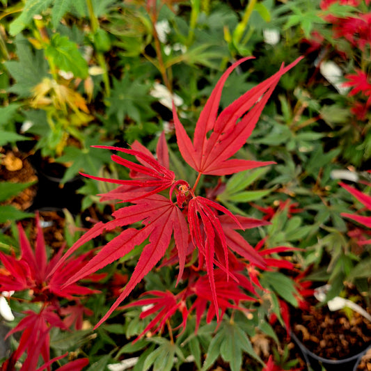 Acer palmatum Shaina