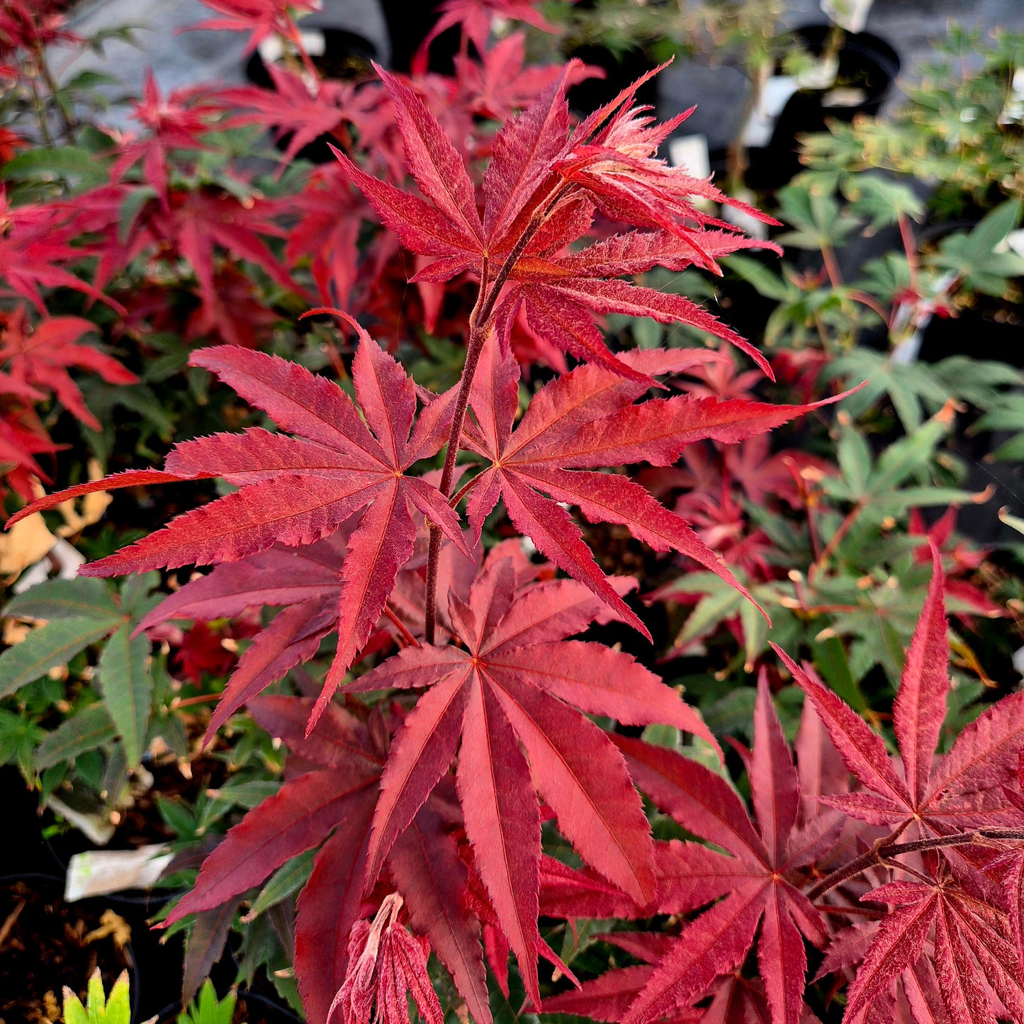Acer palmatum Twombly's Red Sentinel