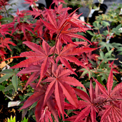 Acer palmatum Twombly's Red Sentinel