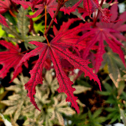 Acer palmatum Amagi Shigure