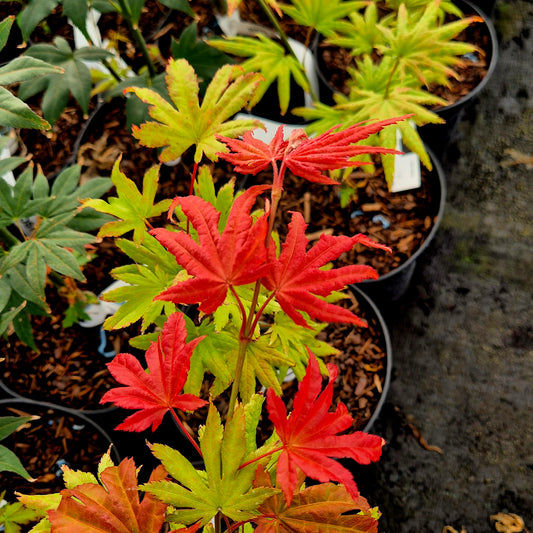Acer shirasawanum Autumn Moon