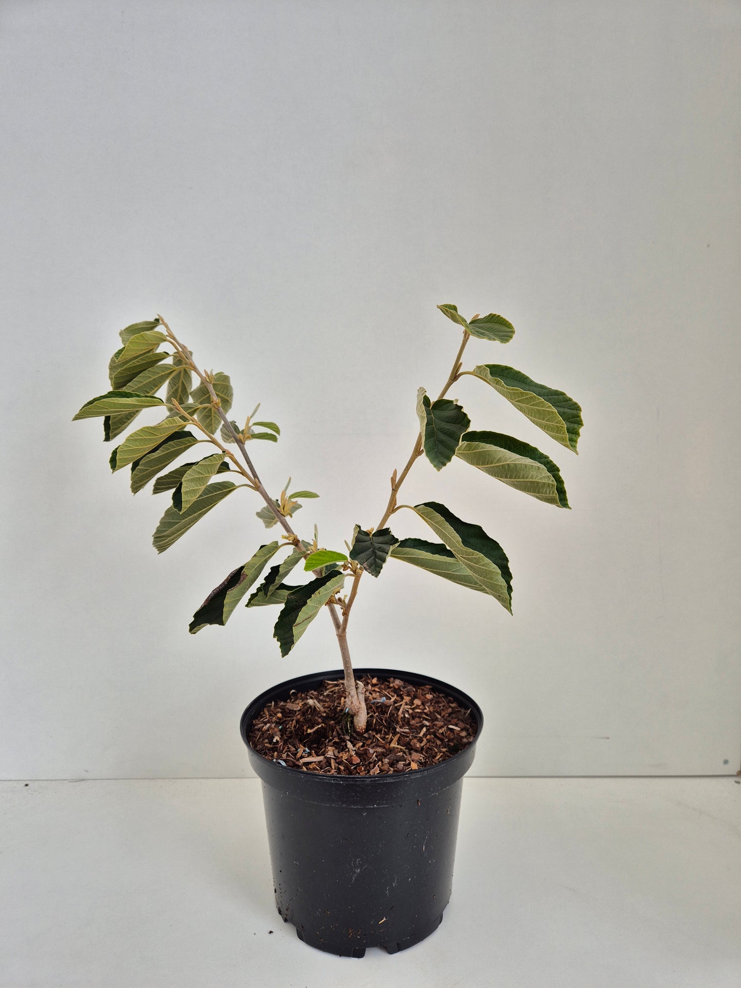 Hamamelis × intermedia Arnold Promise