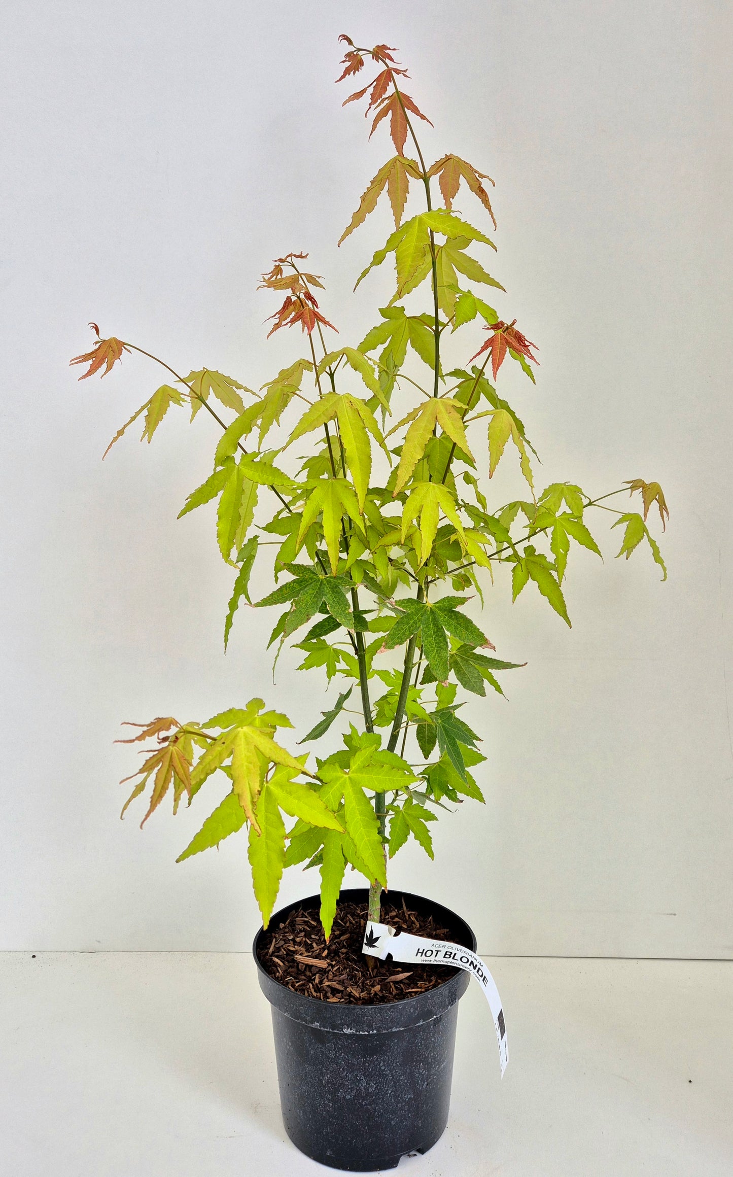 Acer oliverianum Hot Blonde