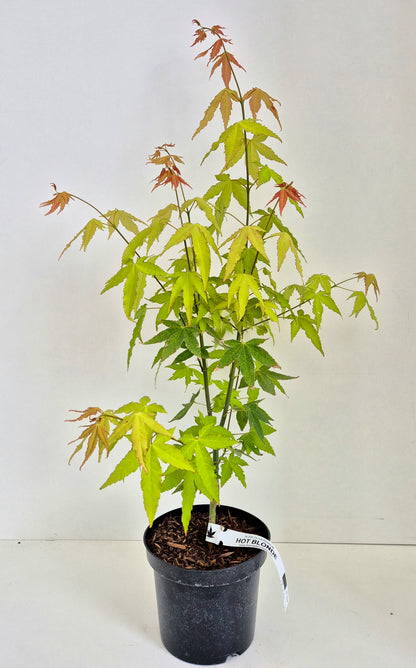 Acer oliverianum Hot Blonde