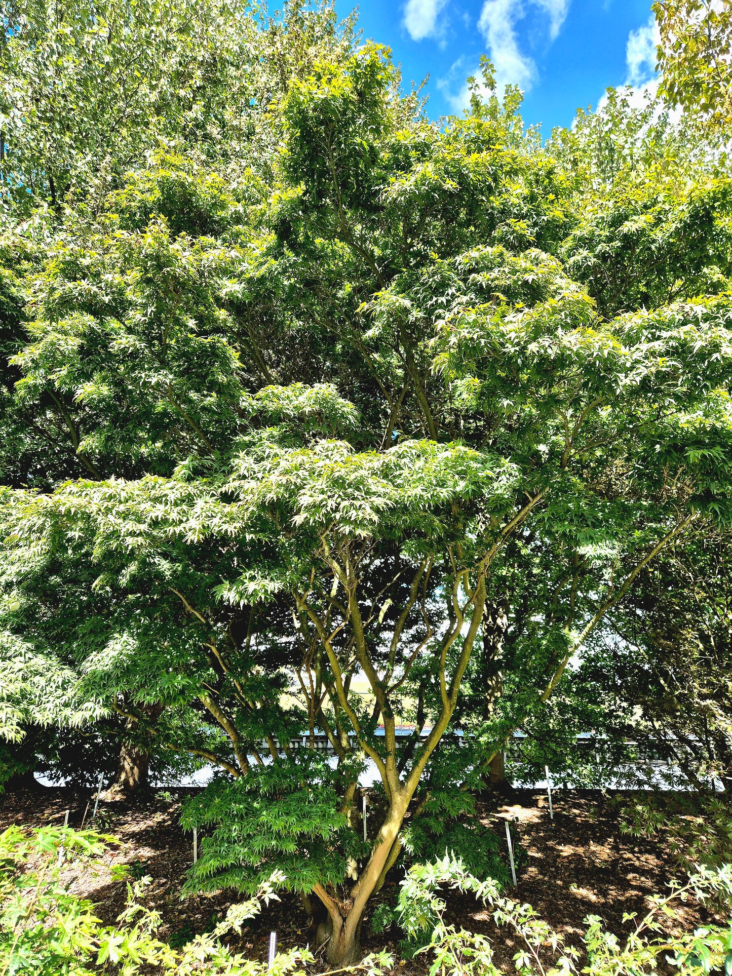 Acer palmatum Seiun Kaku