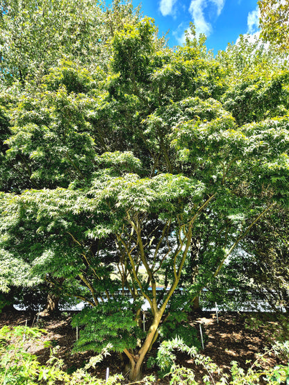 Acer palmatum Seiun Kaku
