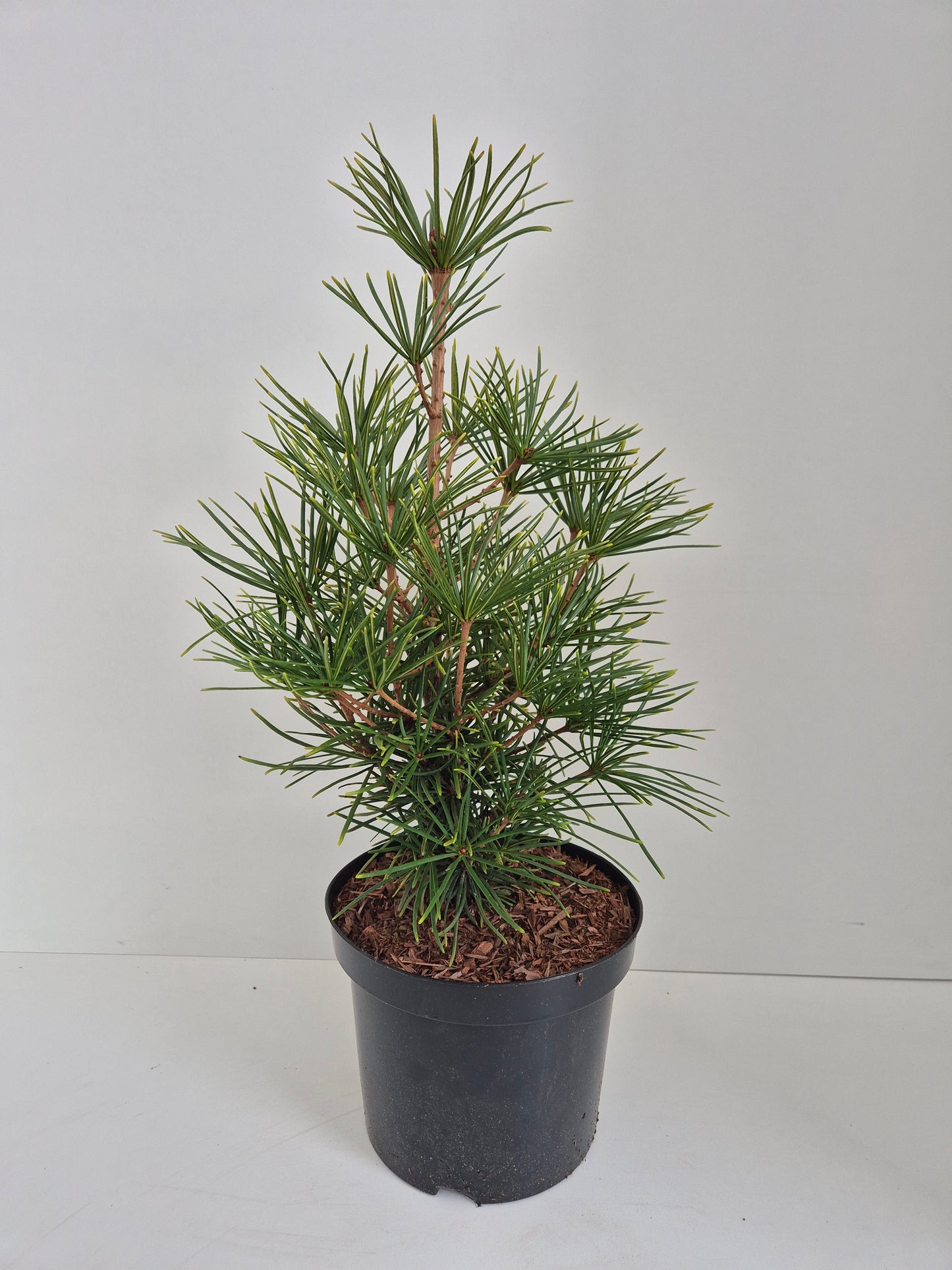 Sciadopitys verticillata