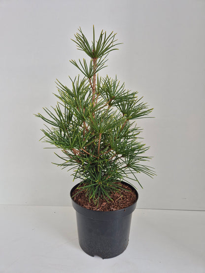 Sciadopitys verticillata