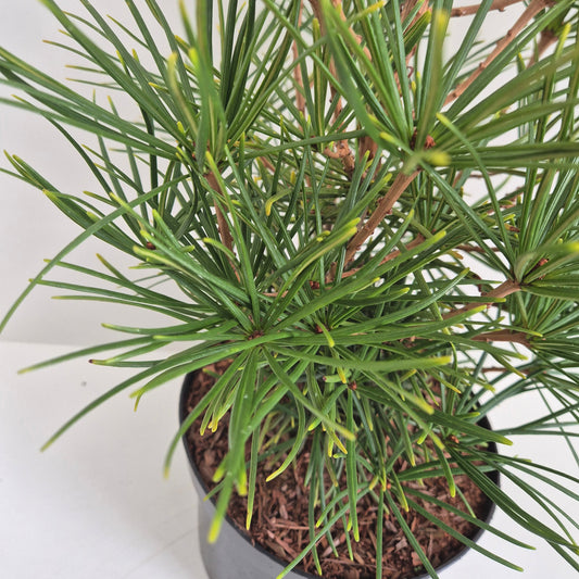 Sciadopitys verticillata