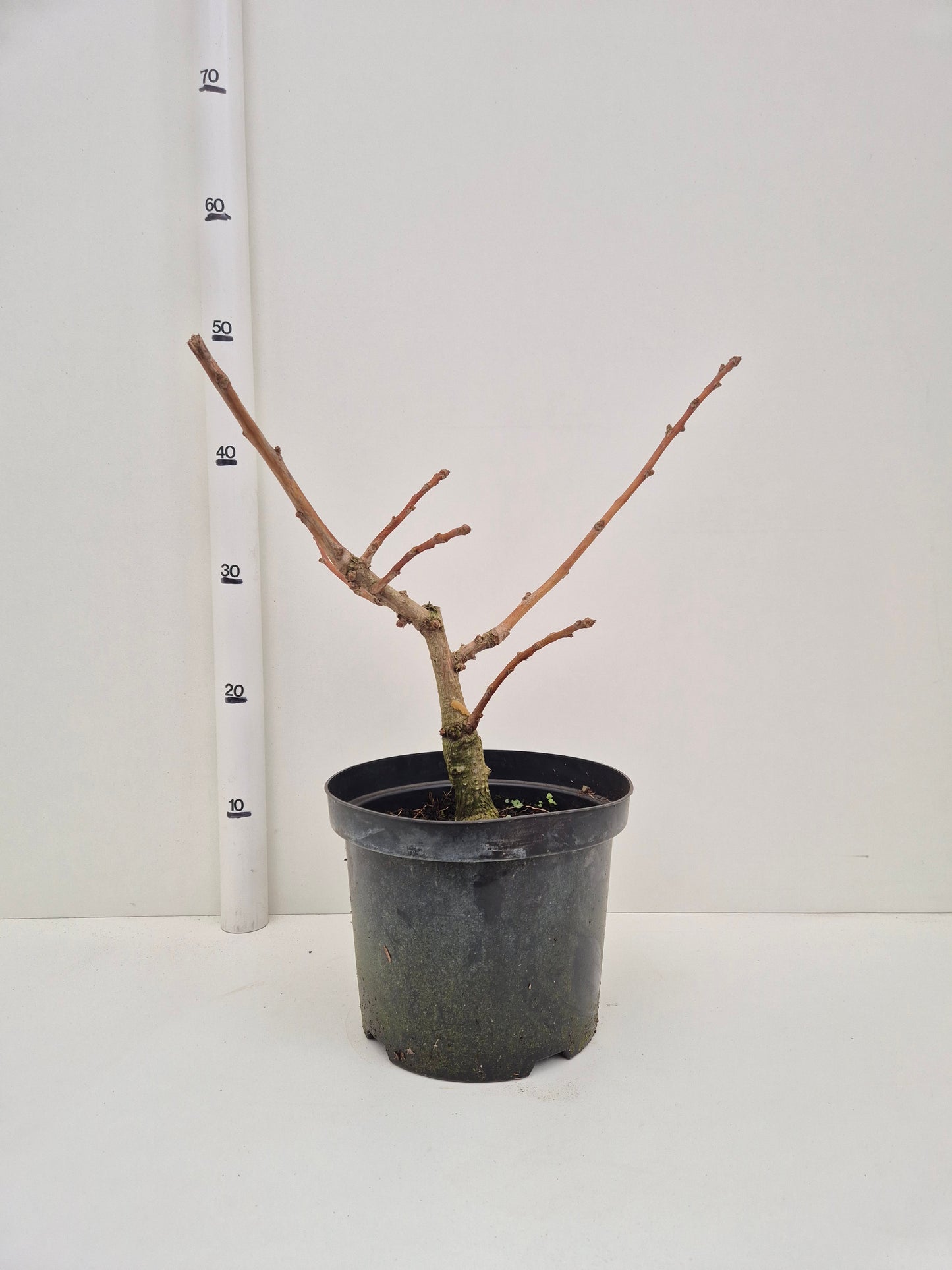 Ginkgo Biloba Mariken