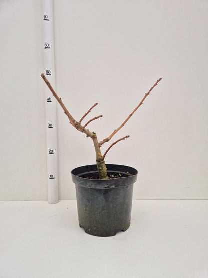 Ginkgo Biloba Mariken