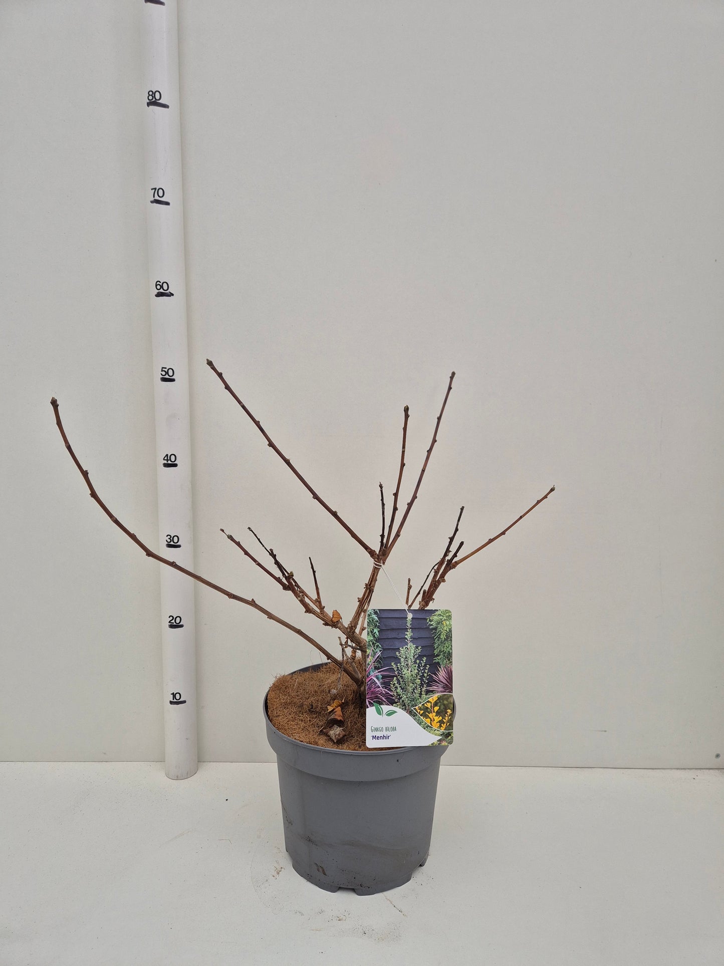 Ginkgo Biloba Menhir