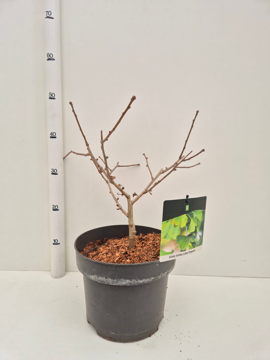 Ginkgo Biloba Little Emperor