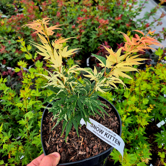 Acer palmatum Snow Kitten (Yuki Yama)