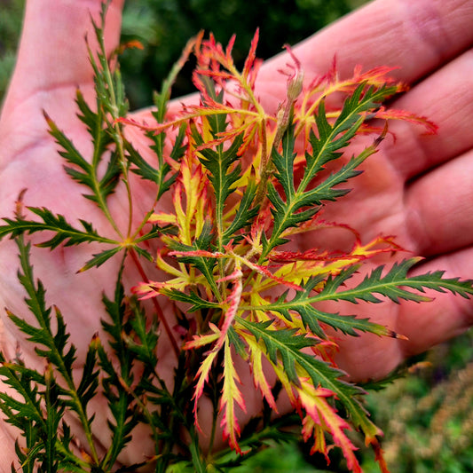 Acer palmatum Demi-sec