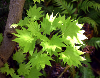 Acer shirasawanum Aureum