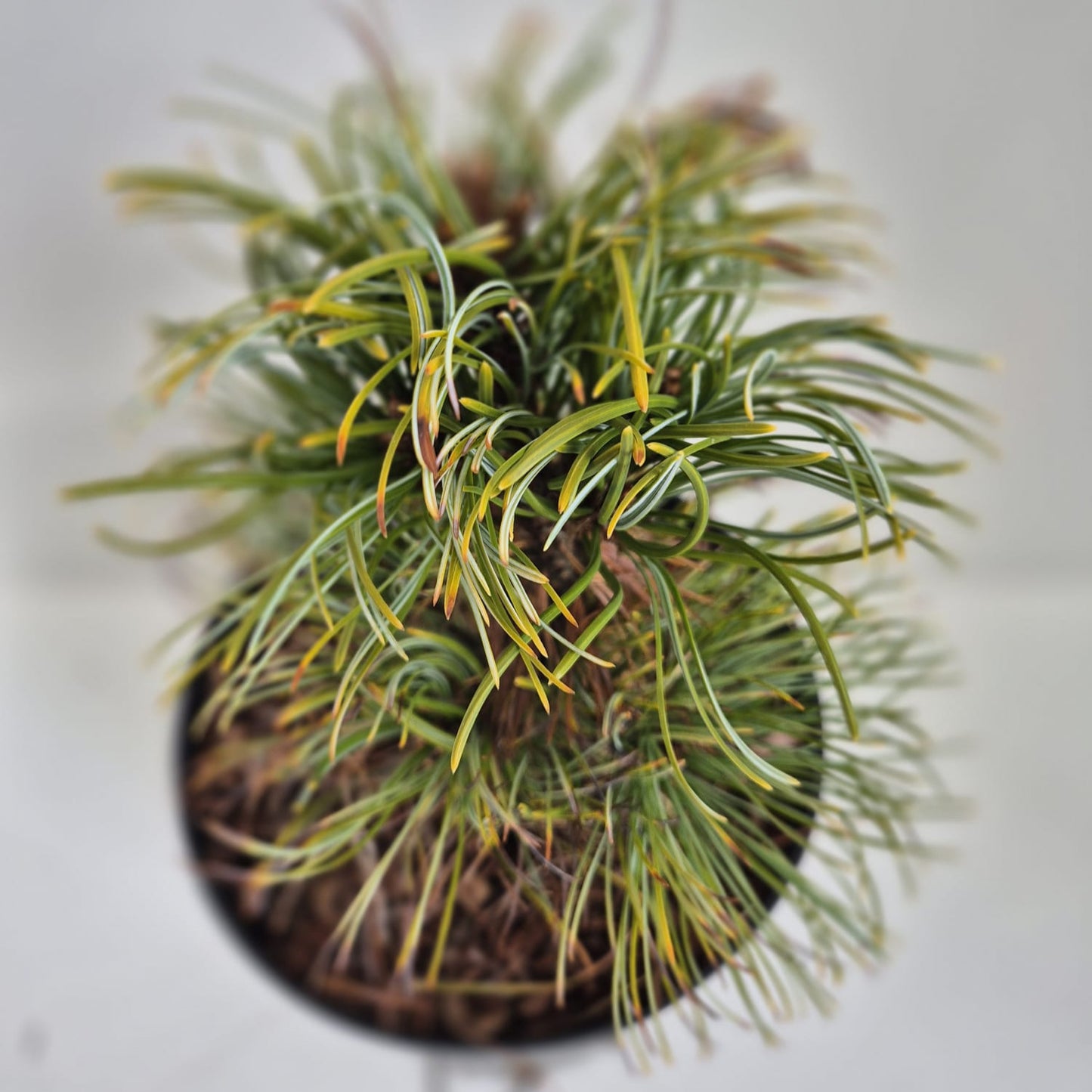 Pinus parviflora Bergman
