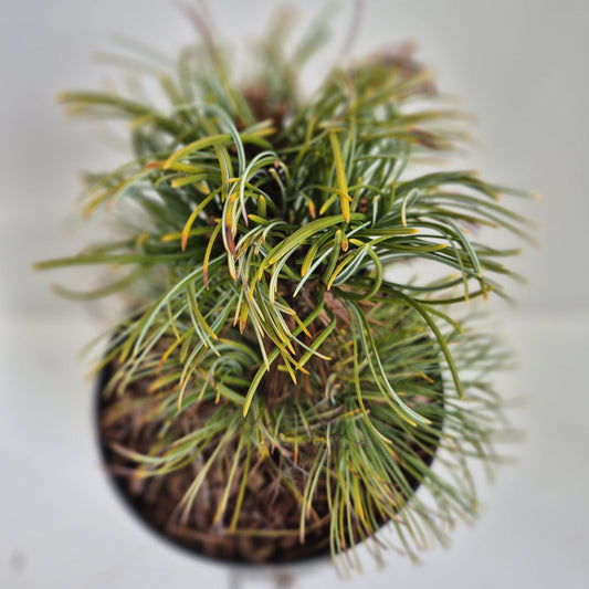 Pinus parviflora Bergman