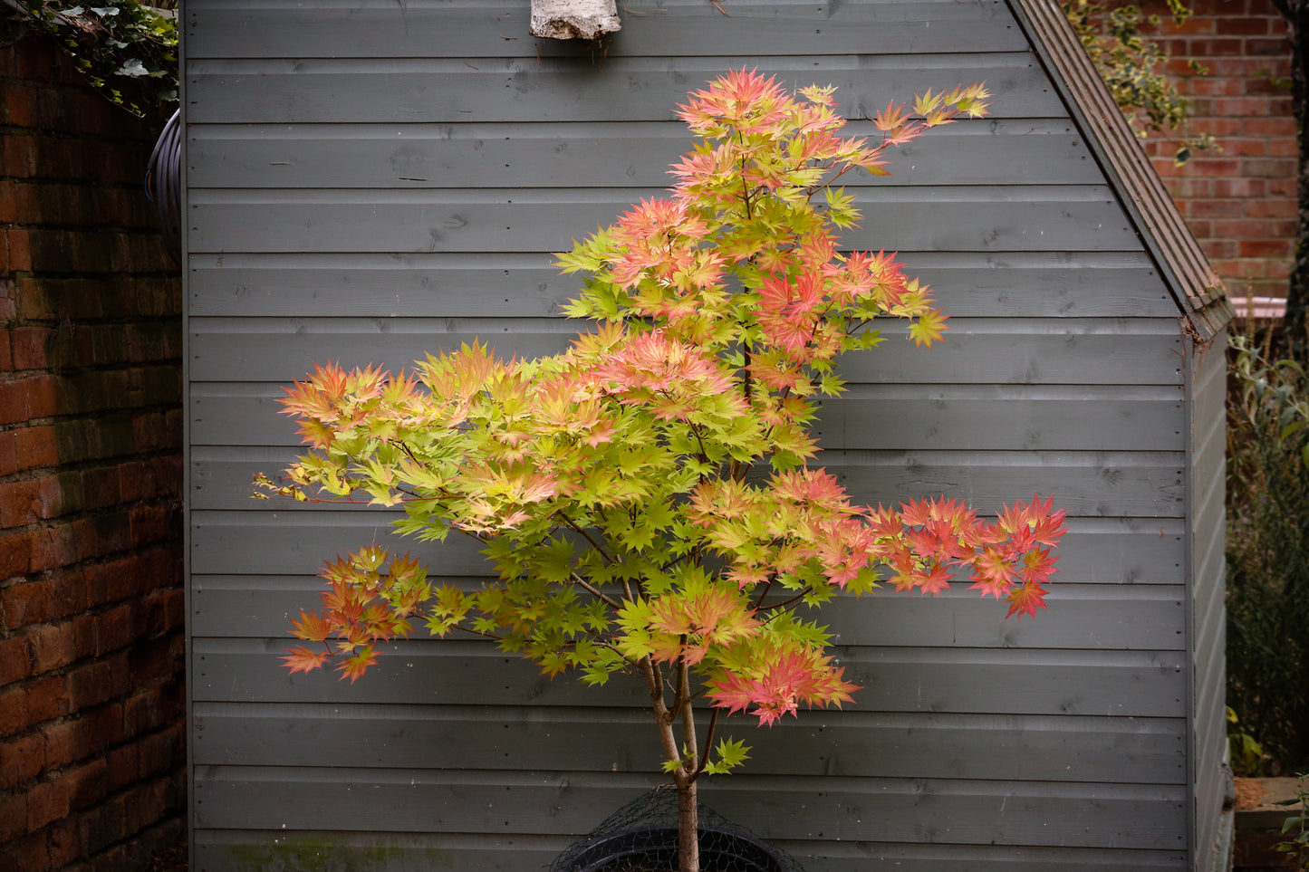 Acer shirasawanum Jordan