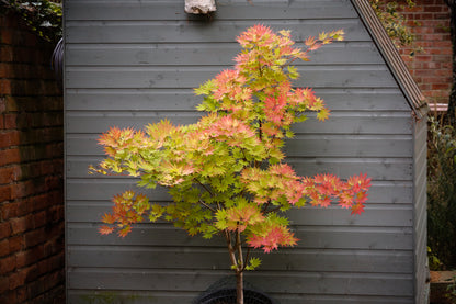 Acer shirasawanum Jordan