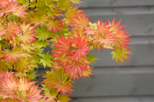 Acer shirasawanum Jordan