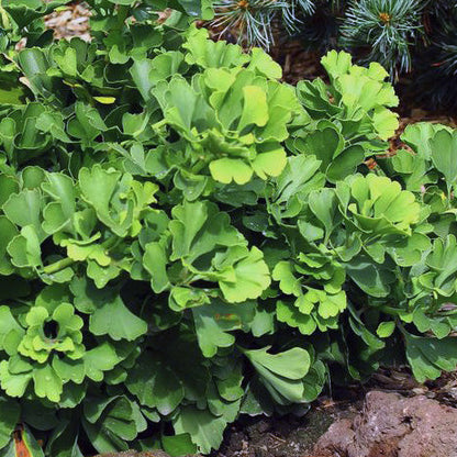 Ginkgo Biloba Mariken