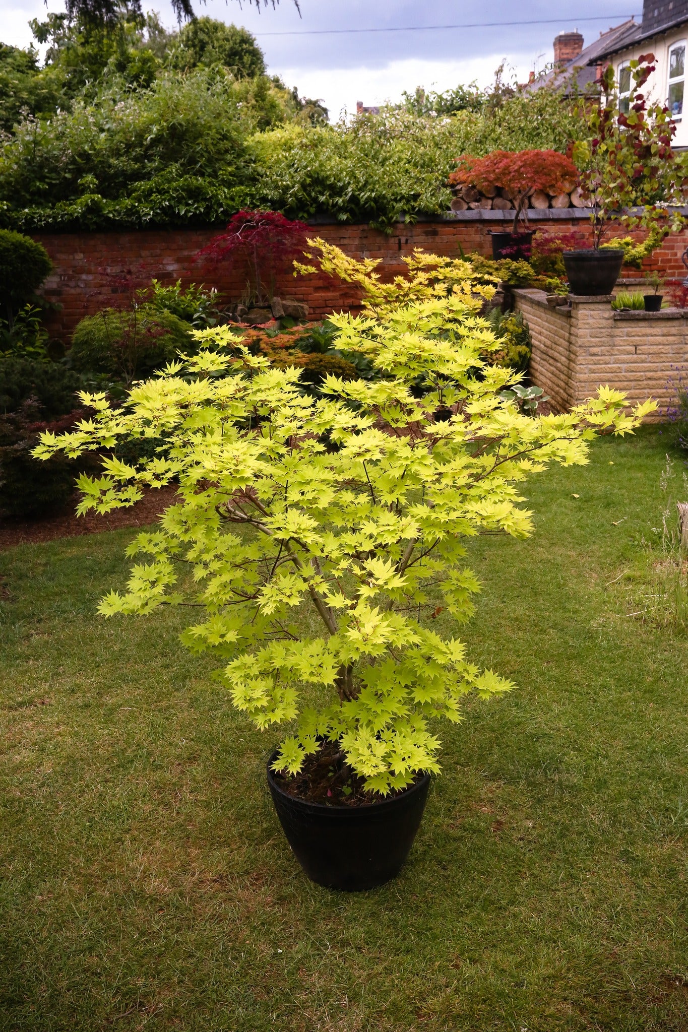 Acer shirasawanum Jordan