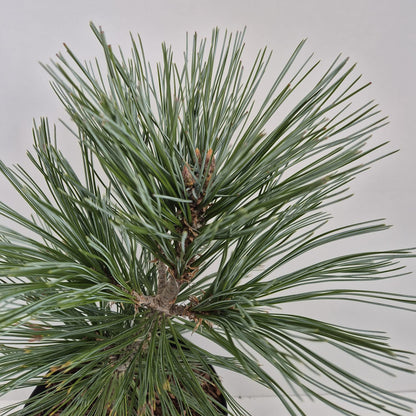 Pinus flexilis Vanderwolf’s Pyramid