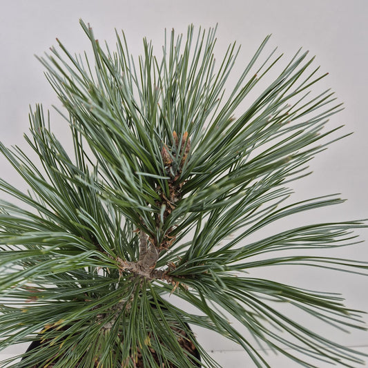 Pinus flexilis Vanderwolf’s Pyramid