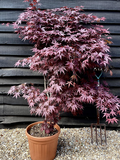 Acer palmatum Bloodgood