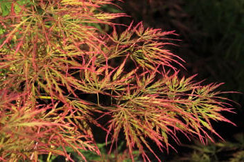 Acer palmatum Otto's Dissectum