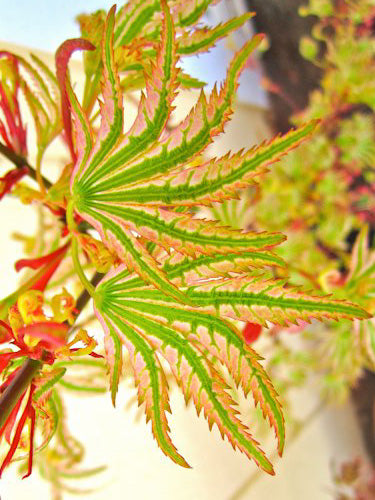 Acer palmatum Higasayama